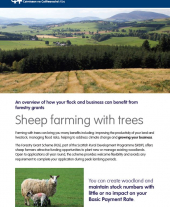 Sheep Farming with Trees Factsheet
